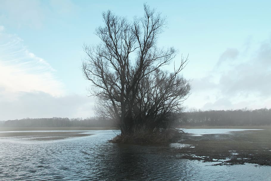 tree, lake, landscape, lonely, sky, bare tree, water, beauty in nature HD wallpaper