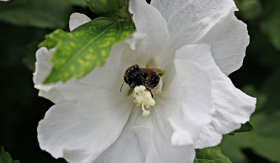 mallow, flower, bee, bee pollen, blossom, bloom, white, plant HD wallpaper