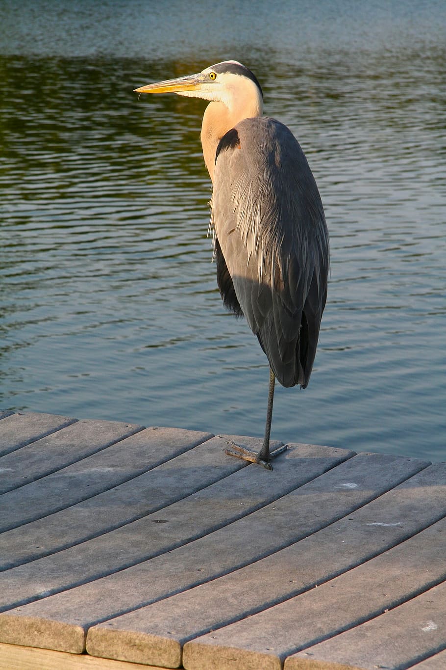 Bird, Egret, Gray, Dock, Sunset, Beak, feet, outdoors, one animal HD wallpaper