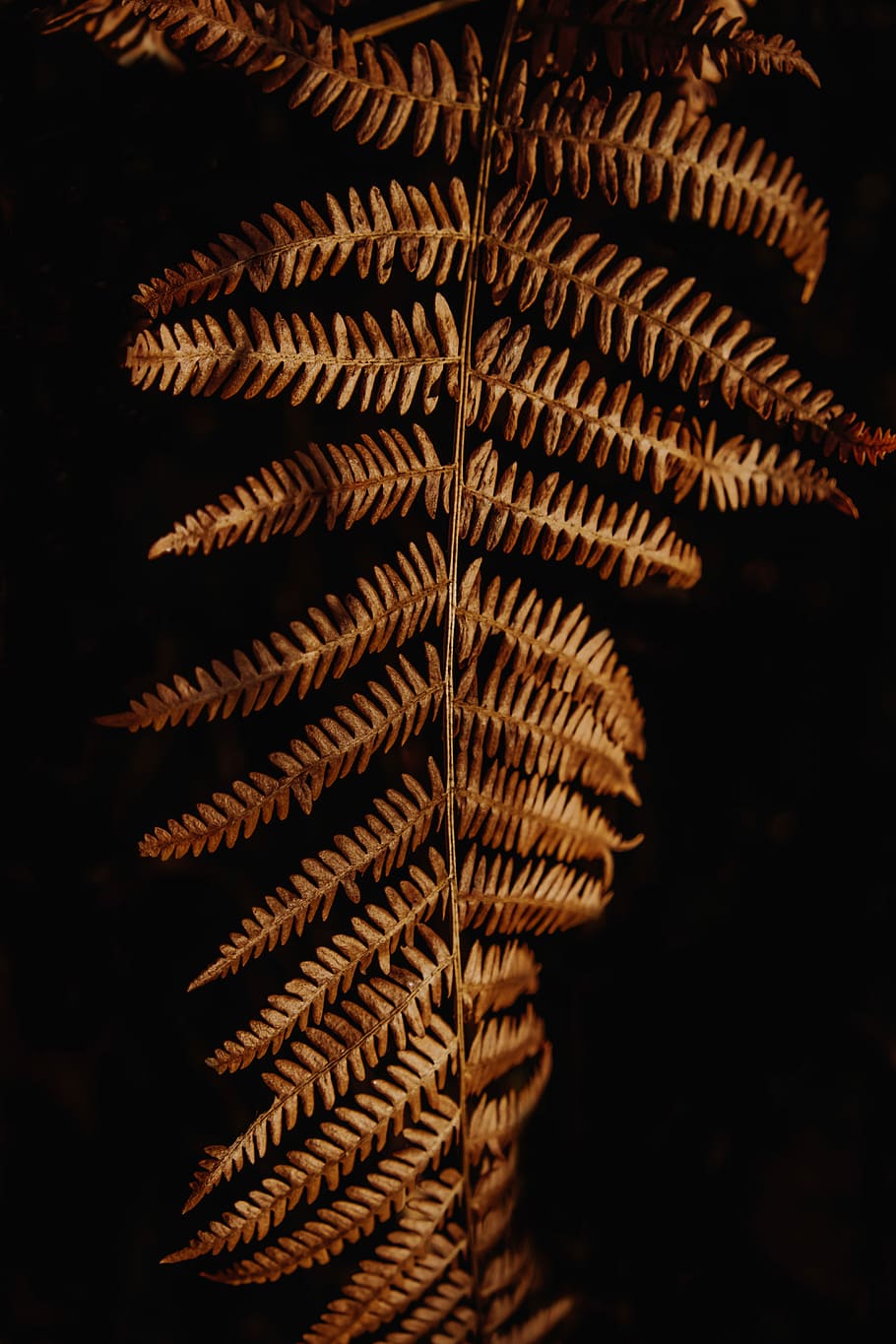 brown fern], brown fern plant, nature, shadow, light, leaf, pattern HD wallpaper