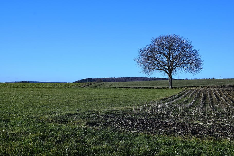 tree, meadow, nature, sky, blue, stockach, germany, field, green HD wallpaper