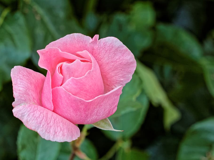 Pink, Rose, Stalk, rose bloom, garden roses, pink roses, summer HD wallpaper