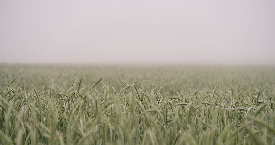 green grass, shallow, photography, nature, field, wild, fog HD wallpaper