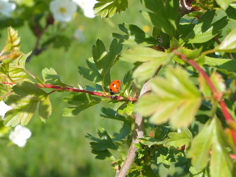ladybug, nature, insects, flying insect, plant, plant part HD wallpaper