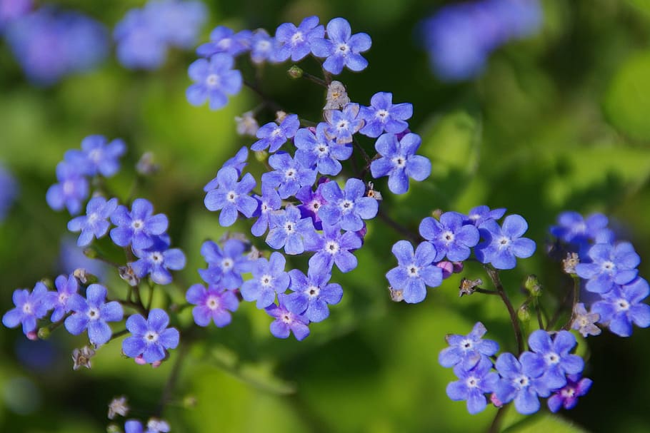 bloom, blossom, flowers, forget me not, nature, plant, scorpion grasses, HD wallpaper