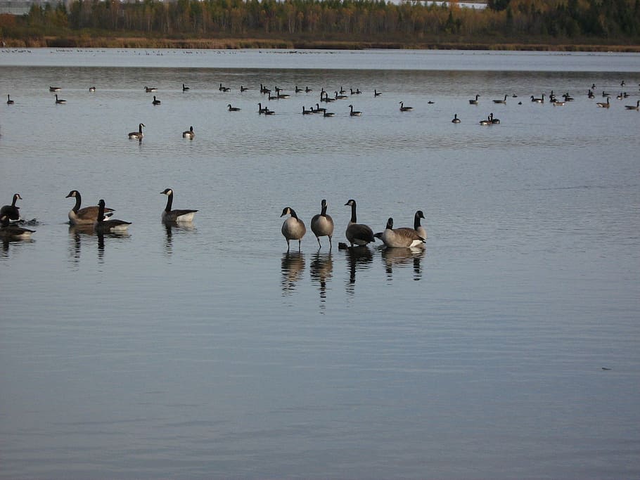 geese, waterfowl, bird, wildlife, canadian, outdoors, feathers, HD wallpaper