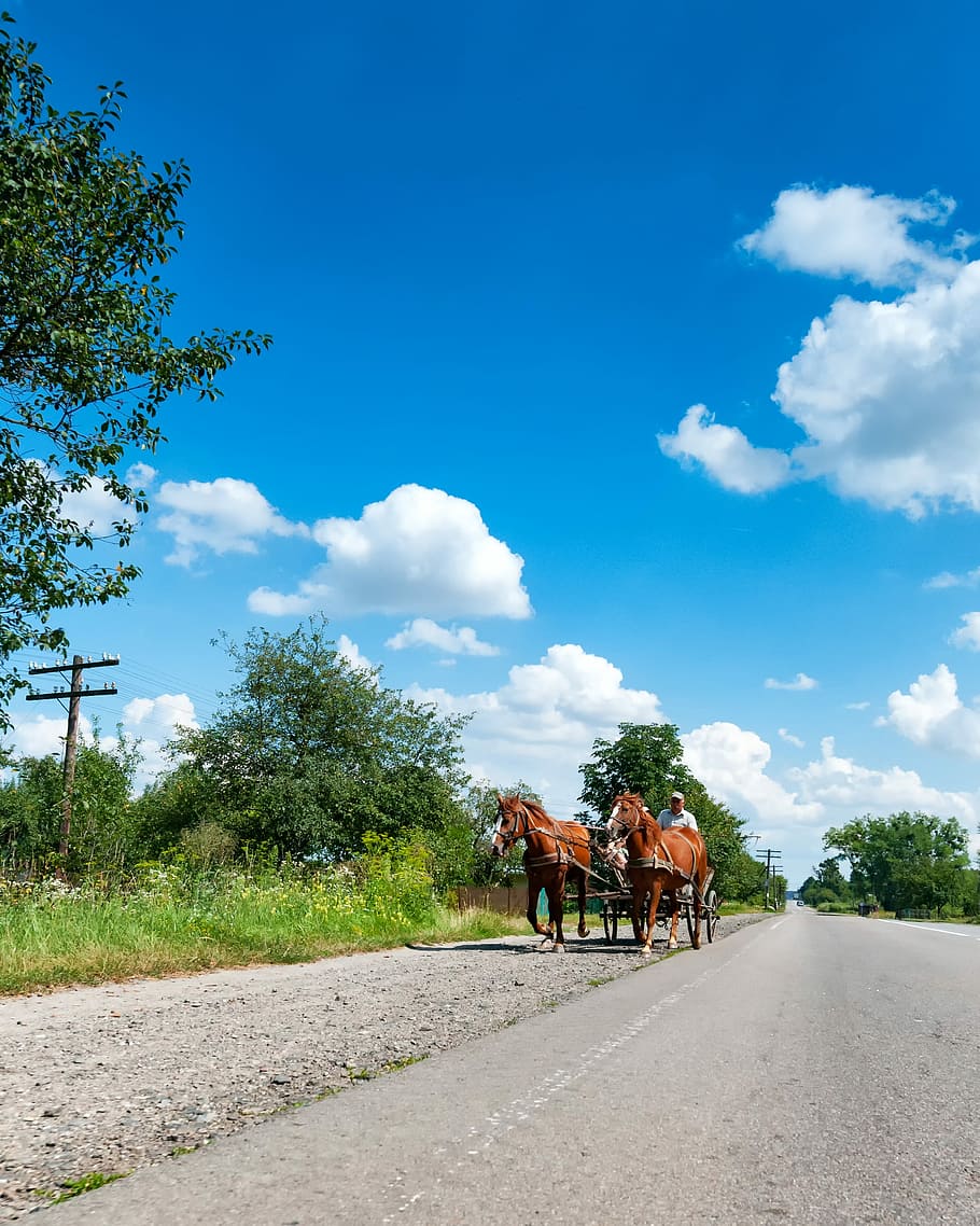 Horses, Coach, Road, Ternopil, Тернопіл, тернопіль, HD wallpaper