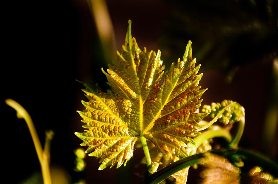 grapes leaf, color, nature, texture, plant, close-up, beauty in nature HD wallpaper