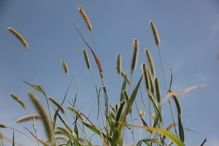 spring, grass, plush grass, growth, plant, sky, nature, no people HD wallpaper