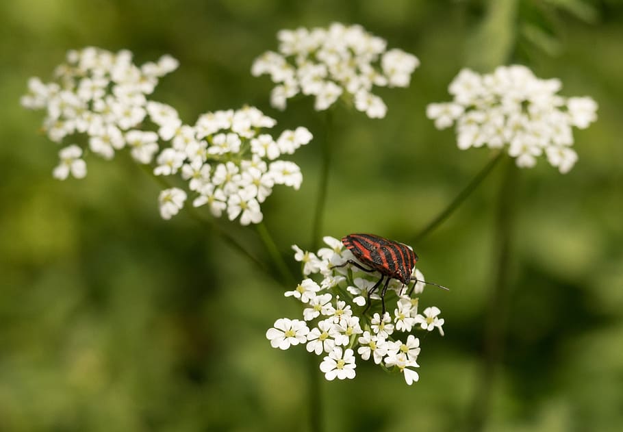 bug, strip bug, flowers, red, white, black, striped, insect HD wallpaper