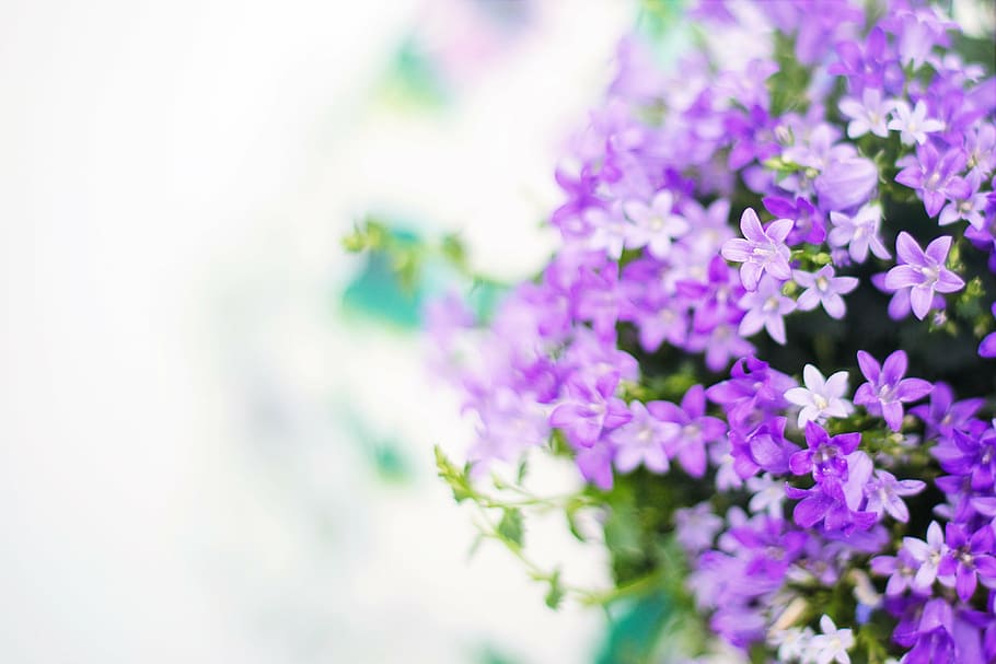 purple flowers in shallow photography, spring, summer, background HD wallpaper