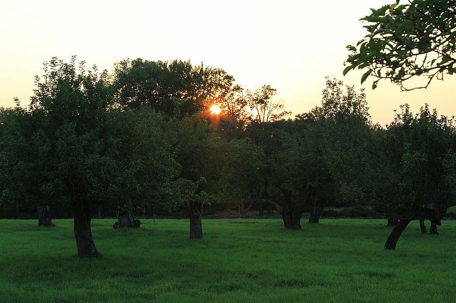 tree, sky, orchard, sun, sunset, grass, plant, growth, tranquility HD wallpaper