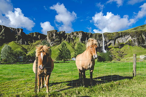 Icelandic Horses with waterfall in the background, clouds, green HD wallpaper