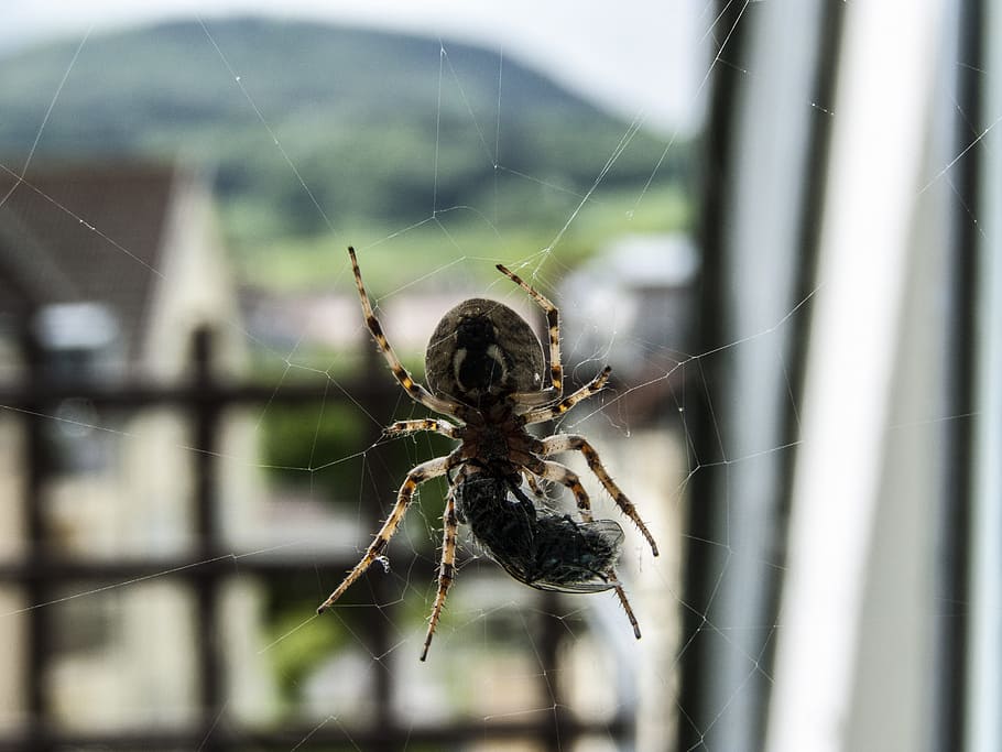 Spider, Cobweb, Insect, Close, Nature, animal, macro, close-up HD wallpaper