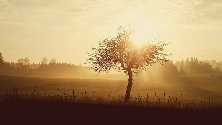 tree standing in the middle of field during sunrise, skies, nature, HD wallpaper