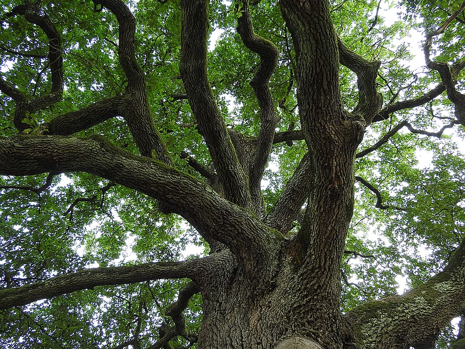 brown tree, oak, old oak, aesthetic, plant, trunk, tree trunk HD wallpaper