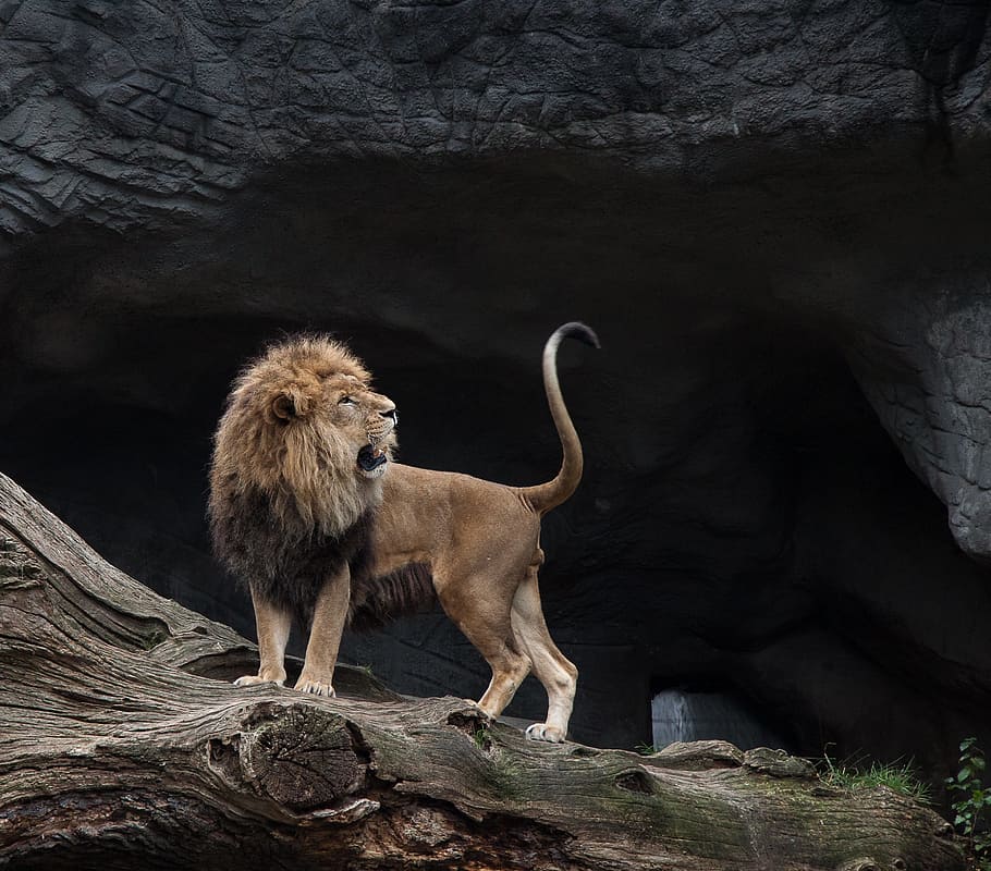 lion standing images hd