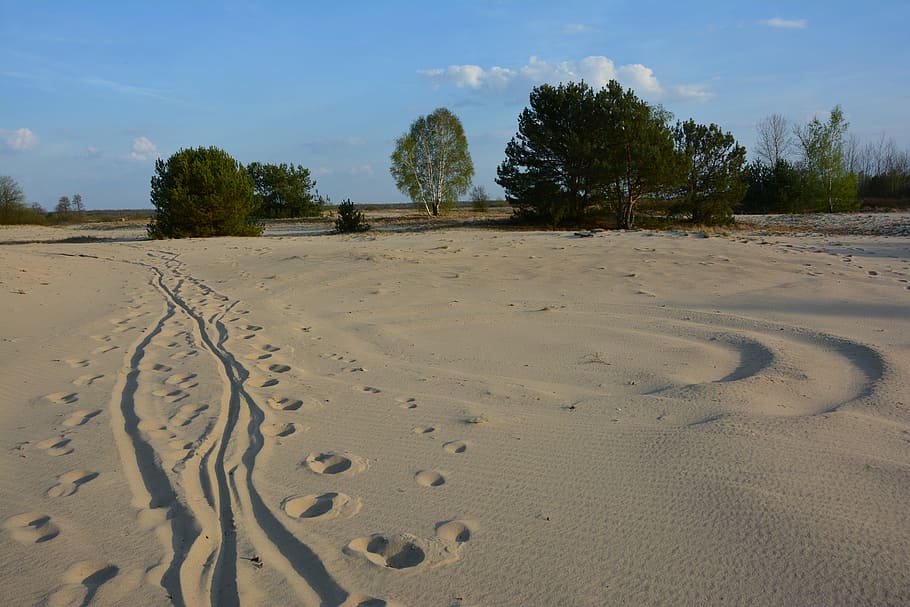sand, way, dune, traces, land, sky, beach, tree, nature, plant HD wallpaper