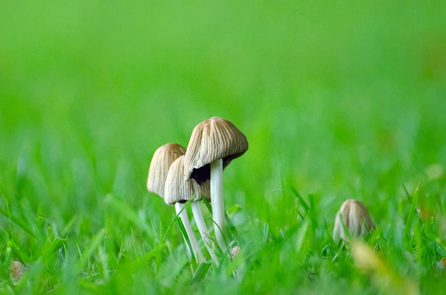 mushrooms, grass, seasons, autumn, fungus, ergot, growth, plant, HD wallpaper