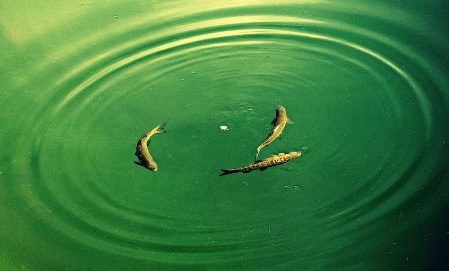 fish, molveno, circle, water, green color, lake, high angle view HD wallpaper