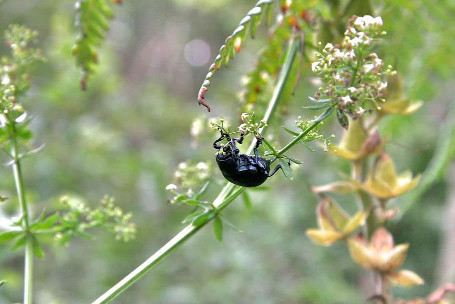Animal, Black Beetle, Halm, nature, insect, animal themes, animals in the wild HD wallpaper