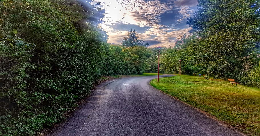 road, nature, landscape, plant, tree, the way forward, direction HD wallpaper