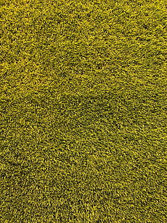 green grass, texture, topdown, yellow, background, shotoniphonex HD wallpaper