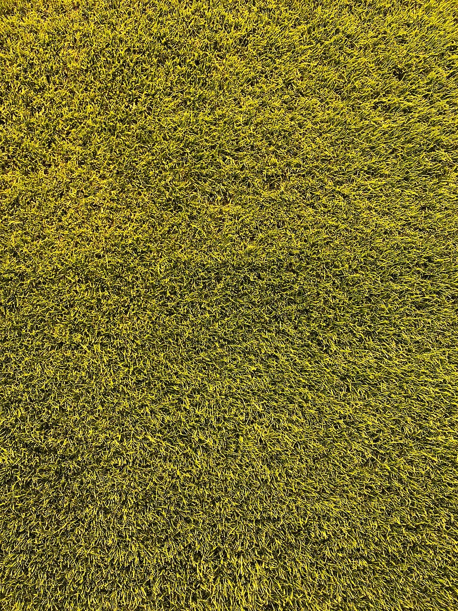 green grass, texture, topdown, yellow, background, shotoniphonex HD wallpaper