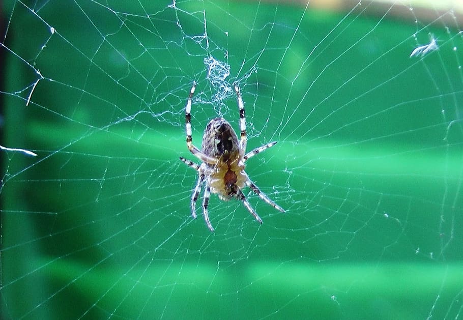 spider, cobweb, insect, close, spider web, animal themes, fragility HD wallpaper