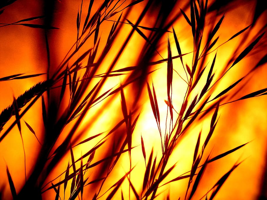 low angle photography of silhouette twigs during golden hour HD wallpaper