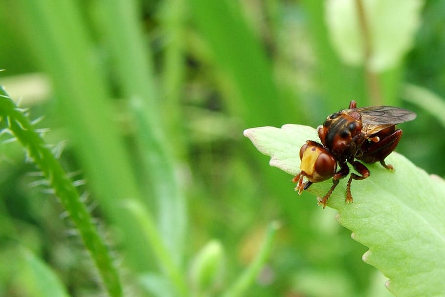 bug, insect, pest, beetle, icon, fly, nature, animal, white HD wallpaper