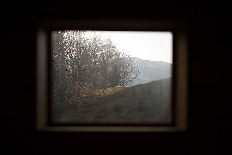 withered trees beside grass field, window, view, forest, glass HD wallpaper