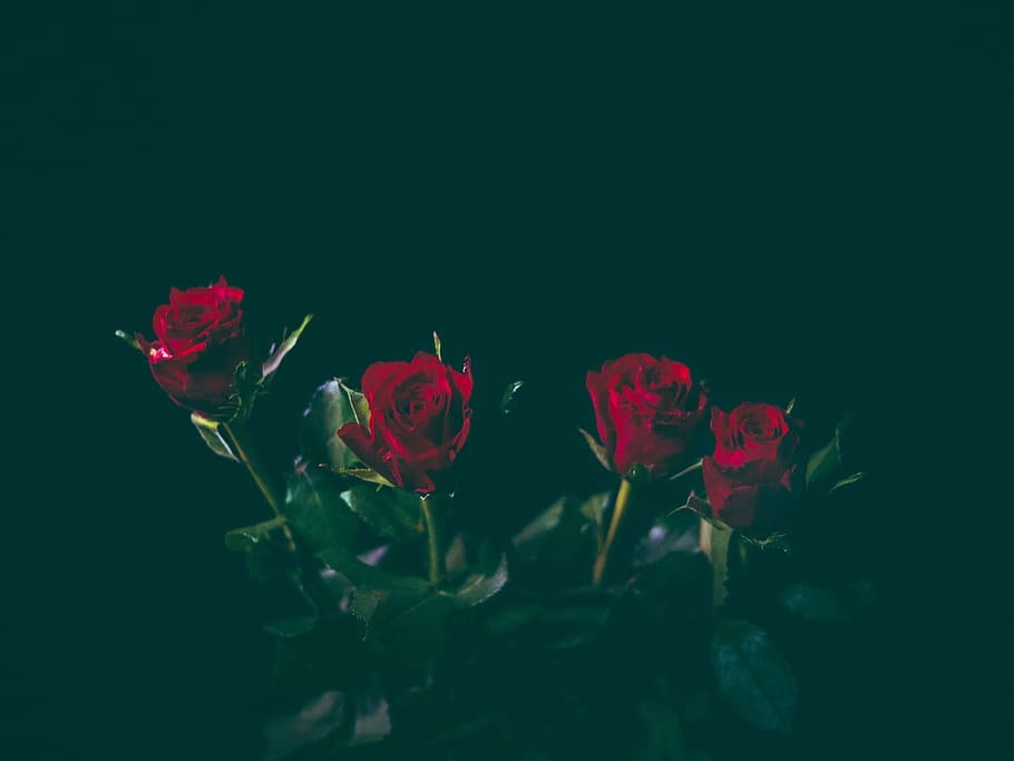 flower, red, petal, bloom, garden, plant, nature, autumn, fall HD wallpaper