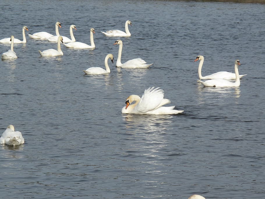 swans, water, white, bird, lake, animal, wildlife, river, animal wildlife HD wallpaper