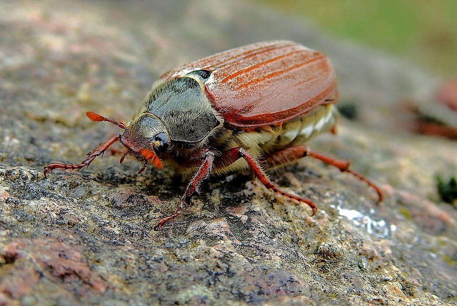maybug, insect, the beetle, macro, portrait, animal themes HD wallpaper