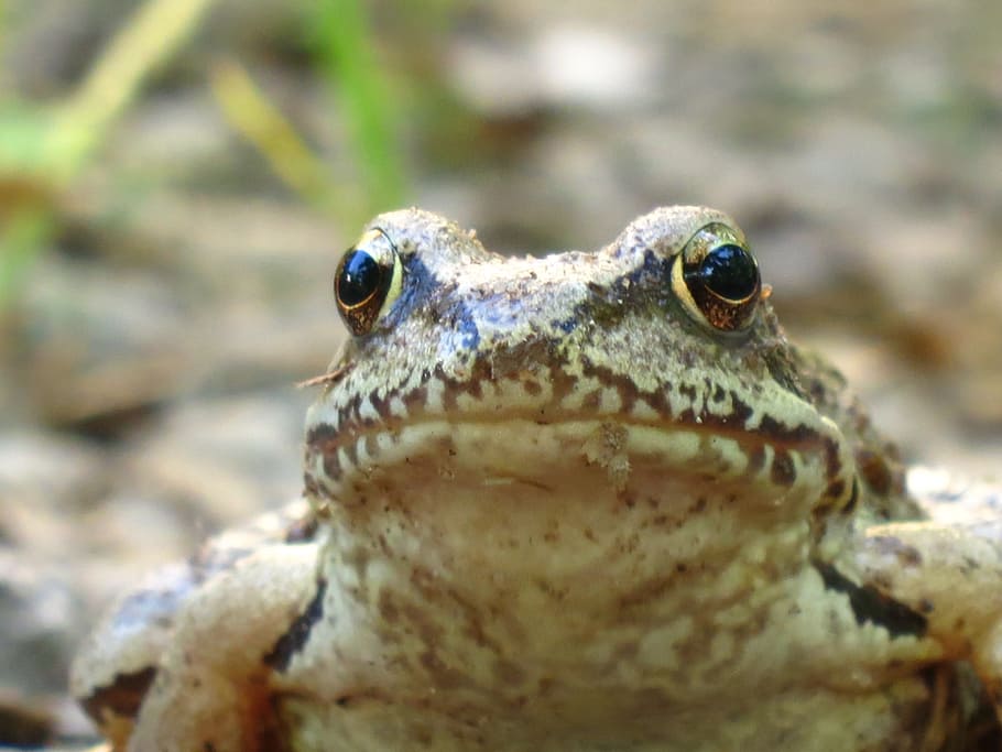 frog, amphibians, closeup, one animal, animal wildlife, animals in the wild HD wallpaper