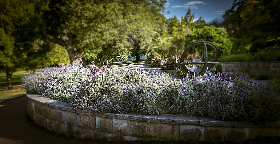 Lavender Garden, Therapeutic, aromatherapy, blossom, herb, nature, HD wallpaper