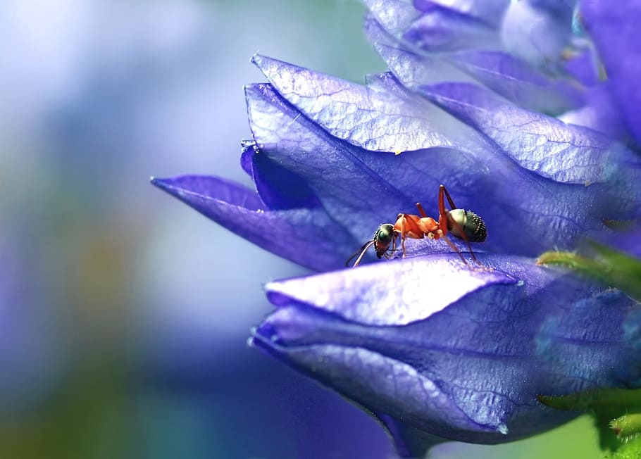 fire ant perching on blue petaled flower selective focus photography HD wallpaper
