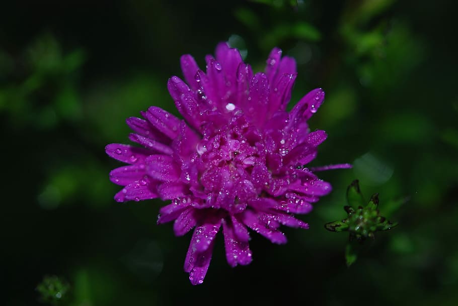 Flower, Lilac, Nature, Macro, Blossom, floral, plant, bloom HD wallpaper
