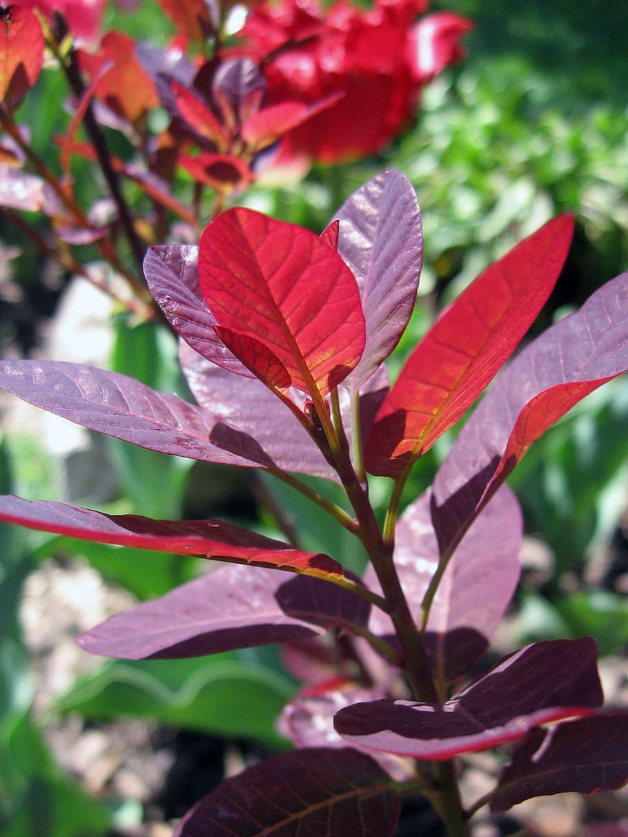 flowers, plants, spring, garden, foliage, growth, plant part HD wallpaper