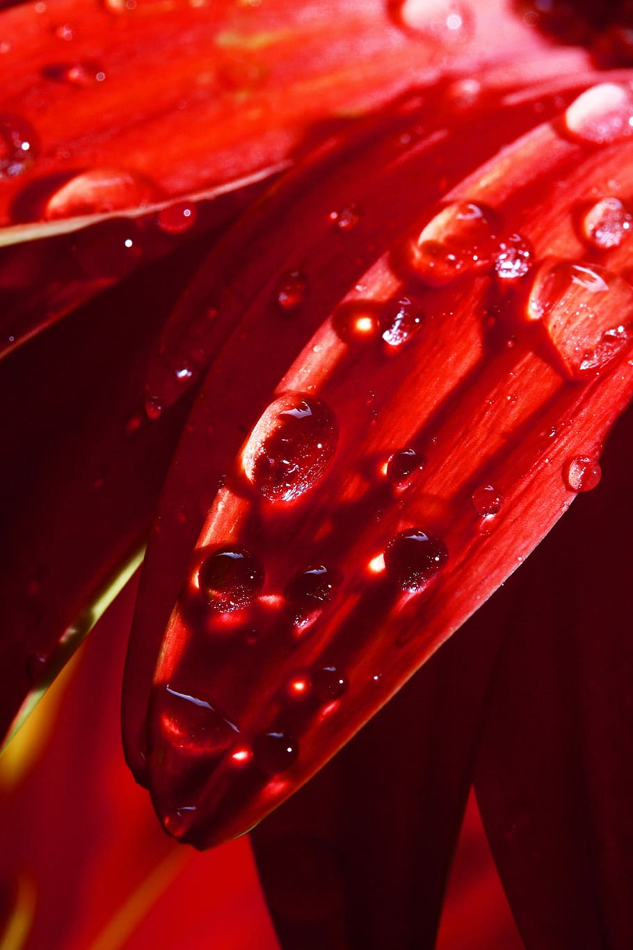 leaves, plant, red, drop, water, wet, moist, cry, flower, nature HD wallpaper