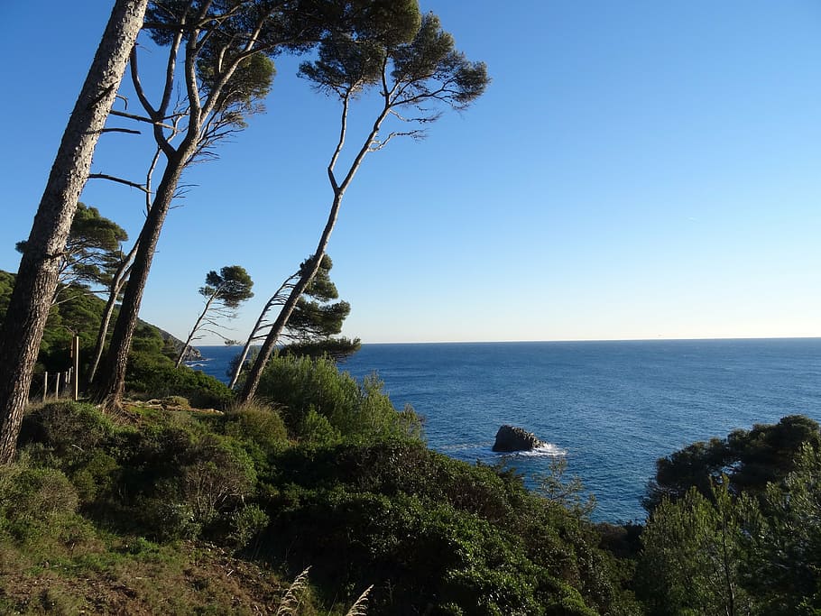 sea, pine, landscape, plant, water, tree, sky, scenics - nature HD wallpaper