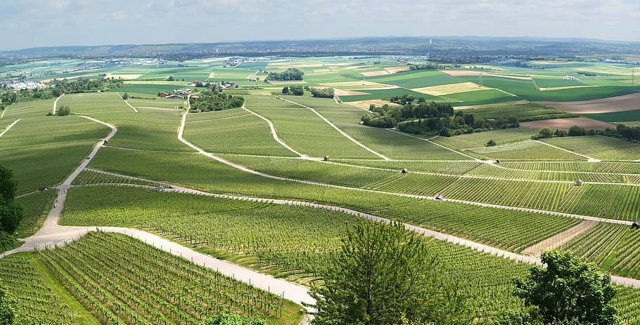 green corn field, panorama, vineyards, vines, view, outlook, spring, HD wallpaper