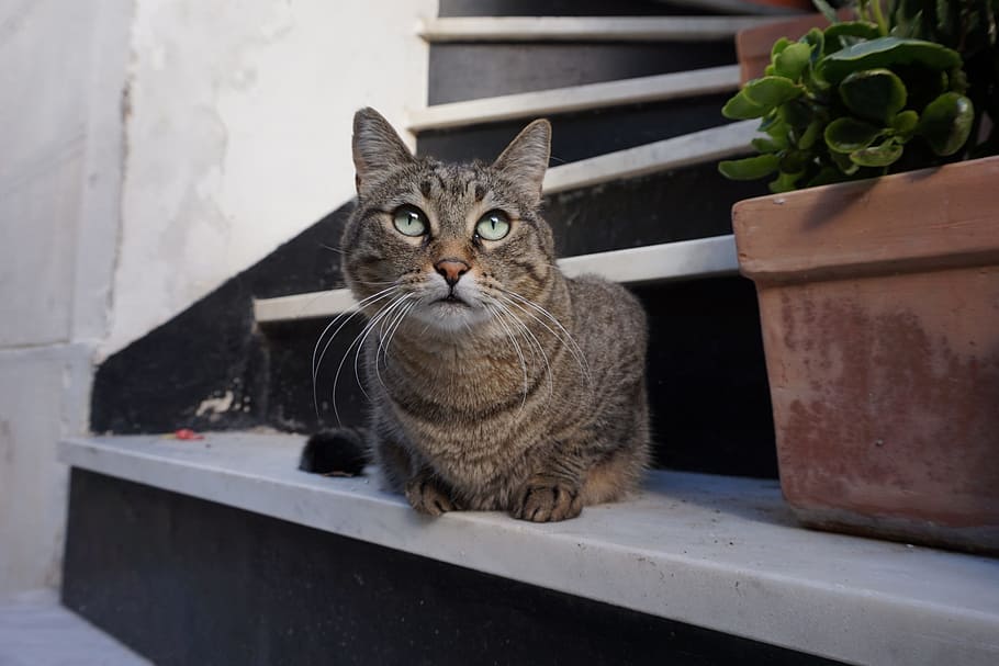 cat, italy, gray cat, domestic, pets, animal themes, mammal HD wallpaper
