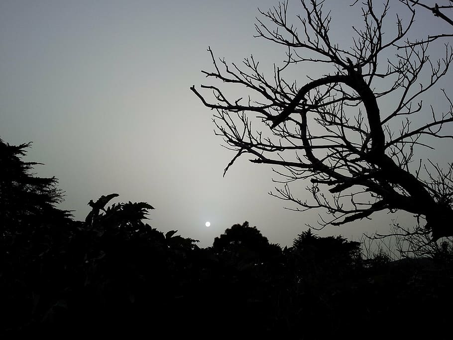 darkness, gloomy, tree, night, sunset, silhouette, plant, sky HD wallpaper