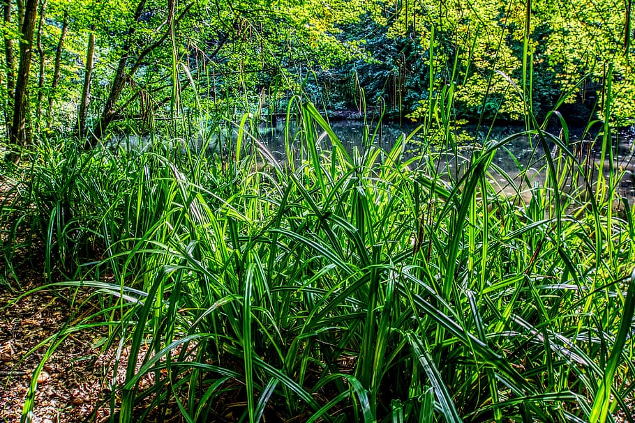 forest, grass, grasses, bush, shrubs, green, water, tree, landscape HD wallpaper