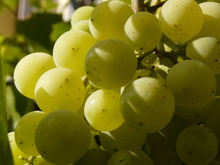 berry, cluster, wine, grapevine, balls, grapes, mature, vintage HD wallpaper