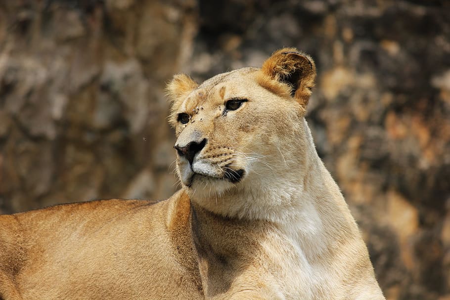 lion, predator, cat, female, lioness, animal themes, animal wildlife HD wallpaper