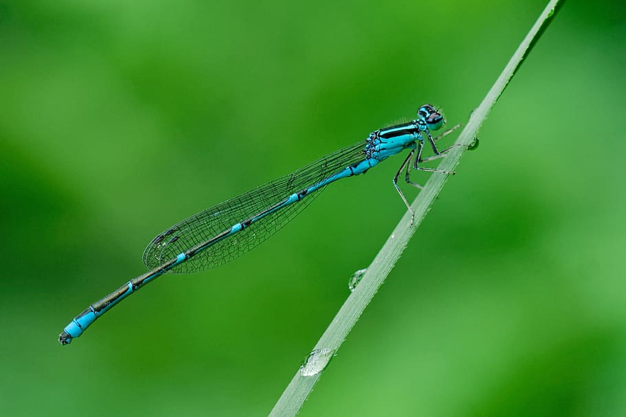 shallow focus photography of blue dragonfly on green grass with water drops, blue and black damselfly on linear leaf HD wallpaper