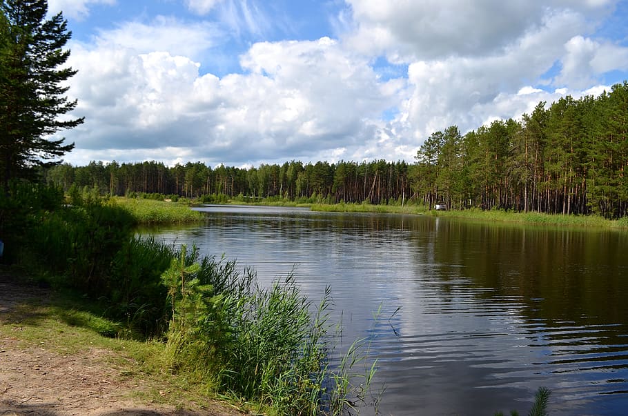 taiga, forest, lake, tree, water, plant, cloud - sky, scenics - nature HD wallpaper